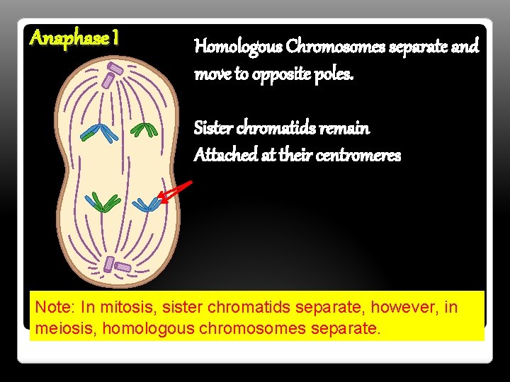 Anaphase I Homologous Chromosomes separate and move to opposite poles. Sister chromatids remain Attached