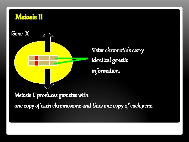 Meiosis II Gene X Sister chromatids carry identical genetic information. Meiosis II produces gametes