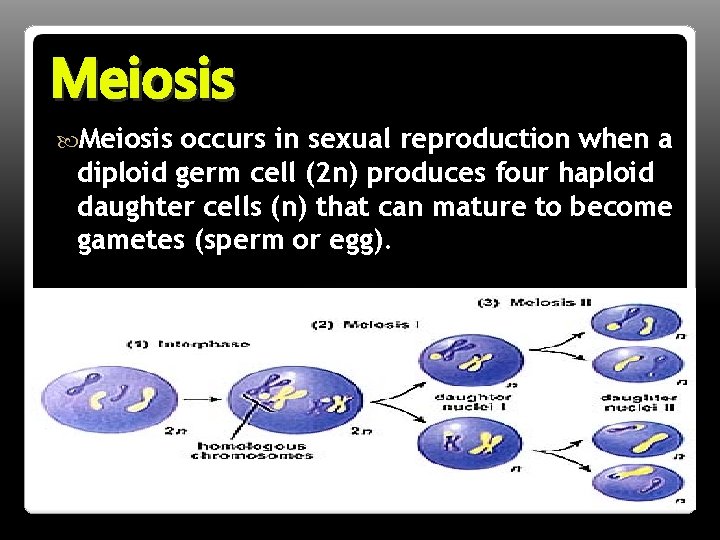 Meiosis occurs in sexual reproduction when a diploid germ cell (2 n) produces four