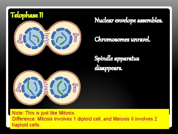 Telophase II Nuclear envelope assembles. Chromosomes unravel. Spindle apparatus disappears. Note: This is just