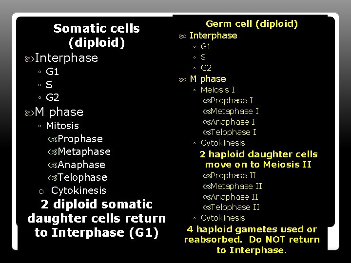 Somatic cells (diploid) Interphase ◦ G 1 ◦ S ◦ G 2 M phase