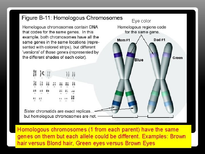 Eye color Dad #1 Mom #1 Blue Green Homologous chromosomes (1 from each parent)