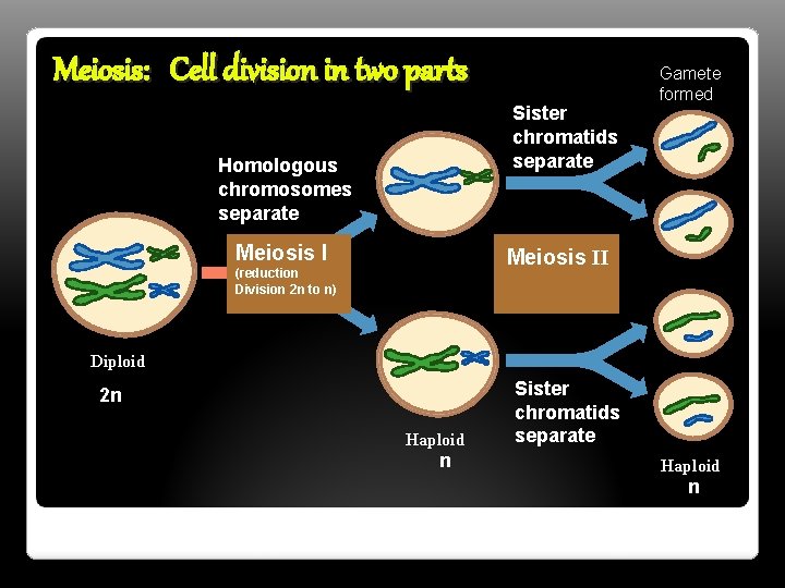 Meiosis: Cell division in two parts Sister chromatids separate Homologous chromosomes separate Meiosis I