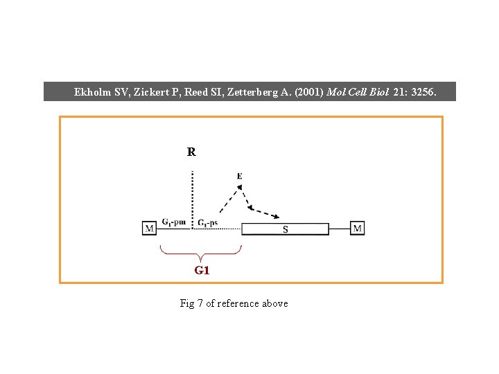Ekholm SV, Zickert P, Reed SI, Zetterberg A. (2001) Mol Cell Biol 21: 3256.