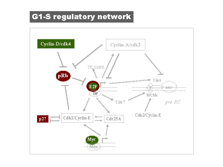 G 1 -S regulatory network Cyclin-D/cdk 4 Cyclin-A/cdk 2 TK, DHFR p. Rb p.