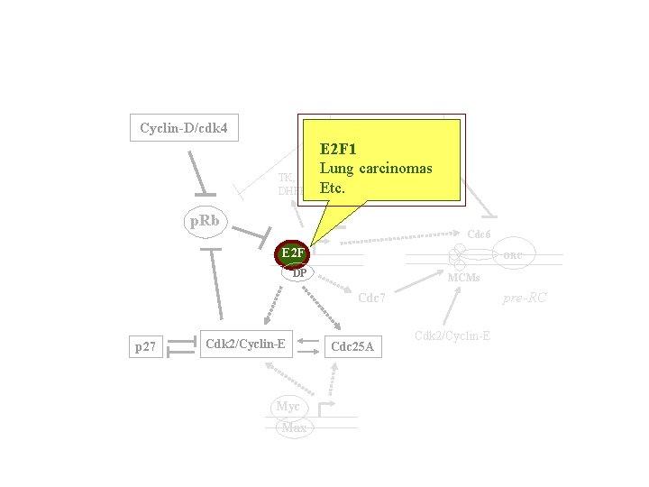 Cyclin-D/cdk 4 Cyclin-A/cdk 2 TK, DHFR E 2 F 1 Lung carcinomas Etc. p.