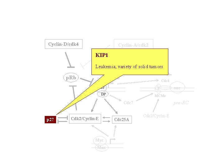 Cyclin-D/cdk 4 Cyclin-A/cdk 2 KIP 1 TK, DHFR Leukemia, variety of solid tumors p.