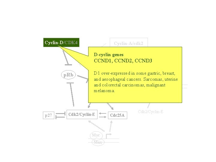 Cyclin-D/CDK 4 Cyclin-A/cdk 2 D-cyclin genes TK, CCND 1, DHFR p. Rb CCND 2,