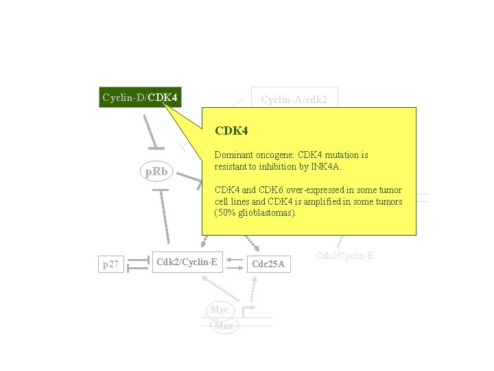 Cyclin-D/CDK 4 Cyclin-A/cdk 2 CDK 4 TK, DHFR p. Rb Dominant oncogene: CDK 4