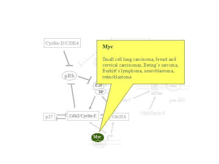 Cyclin-D/CDK 4 Myc Cyclin-A/cdk 2 TK, Small cell lung carcinoma, breast and DHFRcervical carcinomas,