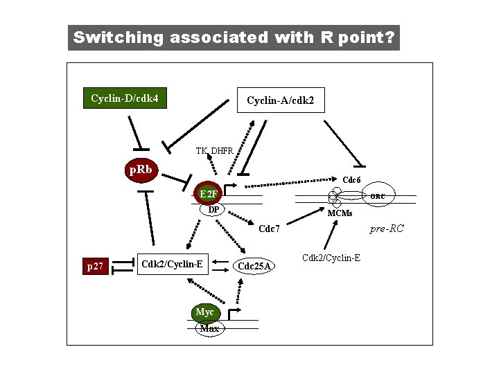 Switching associated with R point? Cyclin-D/cdk 4 Cyclin-A/cdk 2 TK, DHFR p. Rb p.