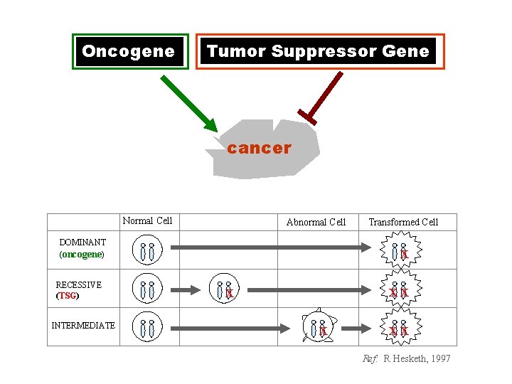 Oncogene Tumor Suppressor Gene cancer Normal Cell Abnormal Cell DOMINANT (oncogene) RECESSIVE (TSG) INTERMEDIATE