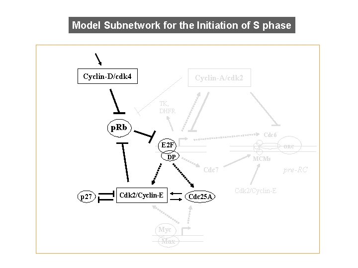 Model Subnetwork for the Initiation of S phase Cyclin-D/cdk 4 Cyclin-A/cdk 2 TK, DHFR