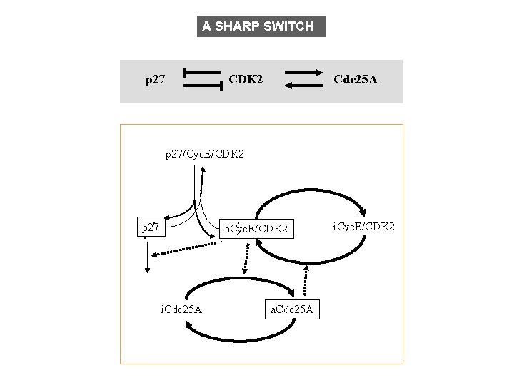 A SHARP SWITCH p 27 CDK 2 Cdc 25 A p 27/Cyc. E/CDK 2