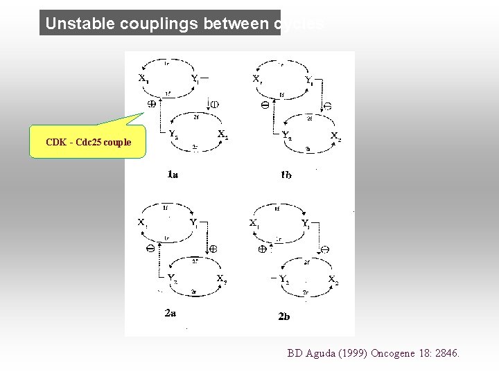 Unstable couplings between cycles CDK - Cdc 25 couple BD Aguda (1999) Oncogene 18: