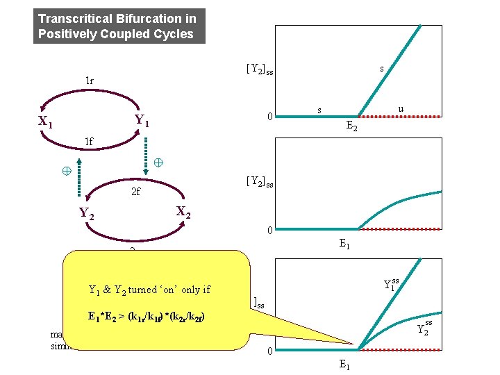 Transcritical Bifurcation in Positively Coupled Cycles [Y 2]ss 1 r 0 Y 1 X