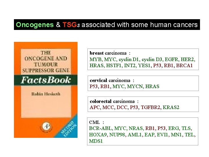 Oncogenes & TSGs associated with some human cancers breast carcinoma : MYB, MYC, cyclin