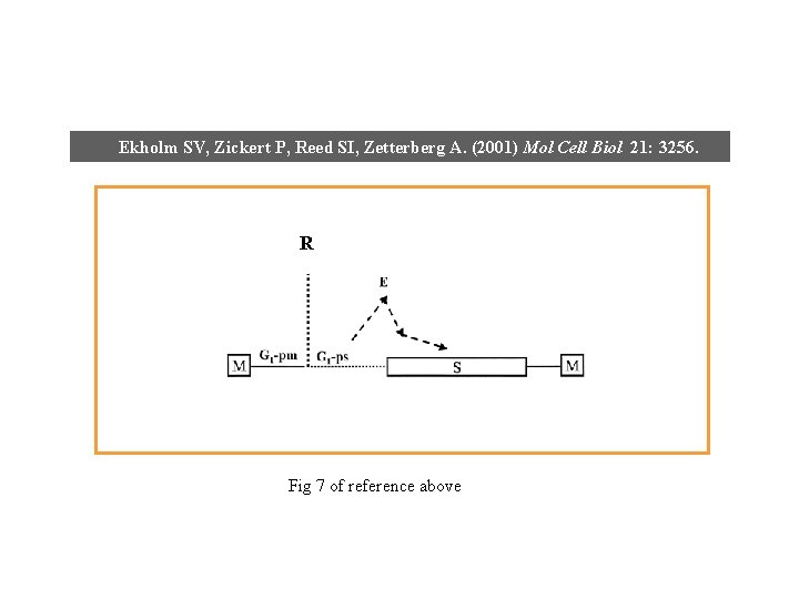 Ekholm SV, Zickert P, Reed SI, Zetterberg A. (2001) Mol Cell Biol 21: 3256.