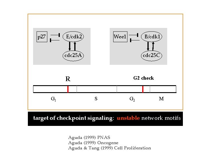 E/cdk 2 p 27 B/cdk 1 Wee 1 cdc 25 A cdc 25 C