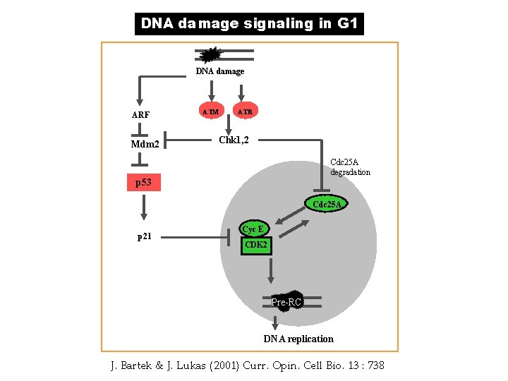 DNA damage signaling in G 1 DNA damage ARF Mdm 2 ATM ATR Chk