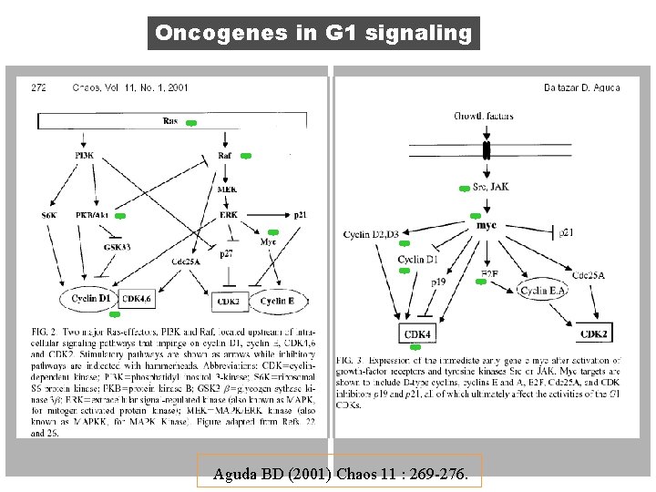 Oncogenes in G 1 signaling Aguda BD (2001) Chaos 11 : 269 -276. 