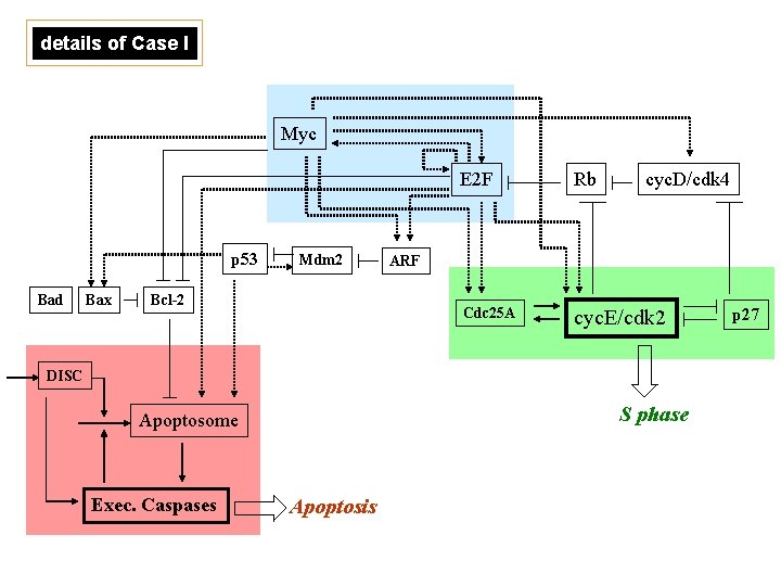 details of Case I Myc p 53 Bad Bax Mdm 2 Bcl-2 E 2