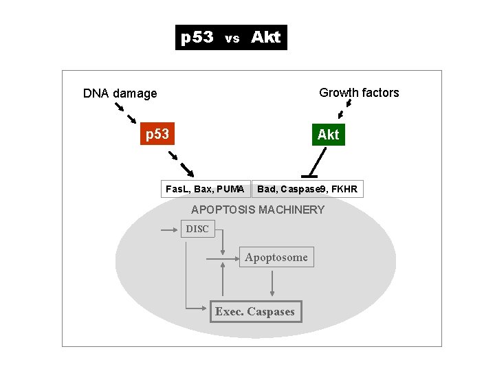 p 53 Akt vs Growth factors DNA damage p 53 Akt Fas. L, Bax,