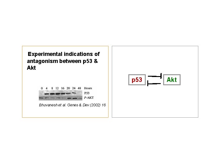 Experimental indications of antagonism between p 53 & Akt p 53 Bhuvanesh et al.