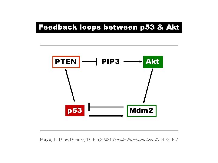 Feedback loops between p 53 & Akt PTEN p 53 PIP 3 Akt Mdm