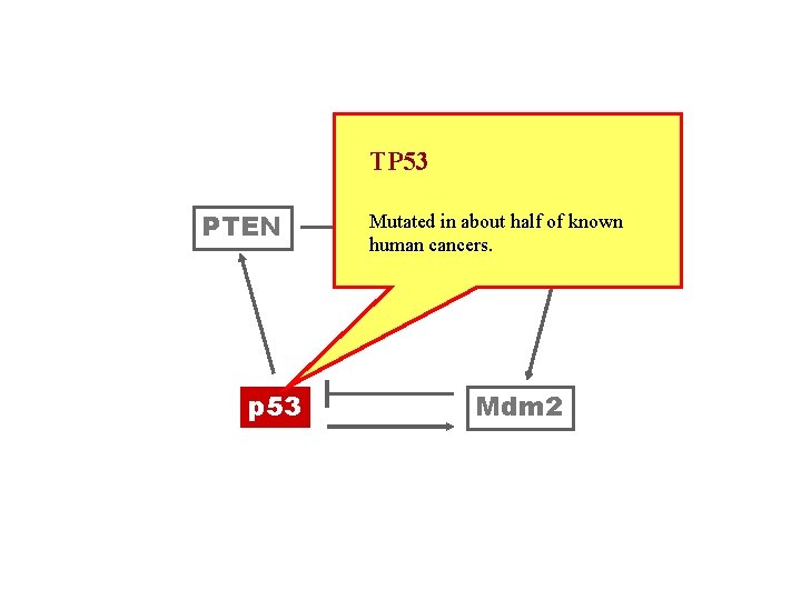 TP 53 PTEN p 53 Mutated of known PIP 3 in about half. Akt