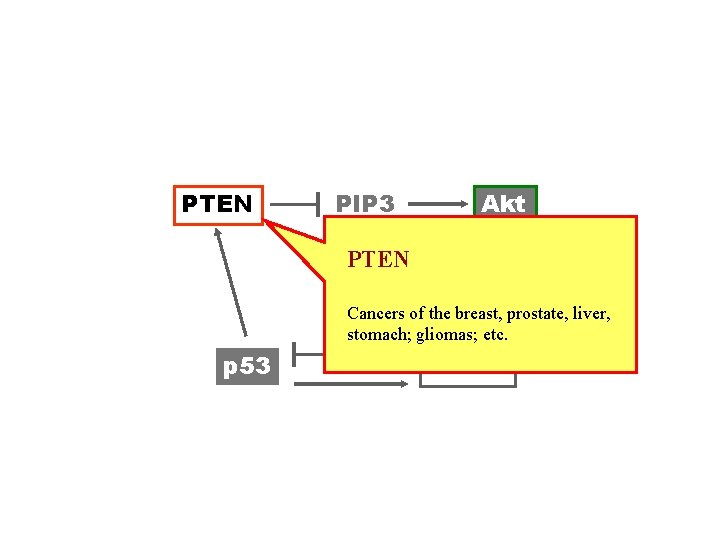 PTEN PIP 3 Akt PTEN Cancers of the breast, prostate, liver, stomach; gliomas; etc.