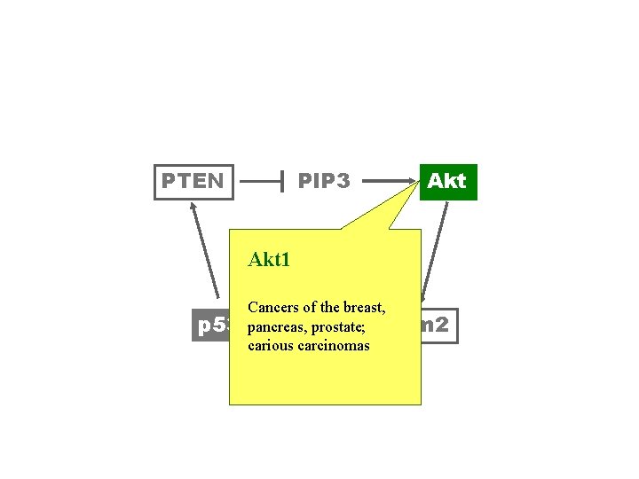 PTEN PIP 3 Akt 1 p 53 Cancers of the breast, pancreas, prostate; Mdm