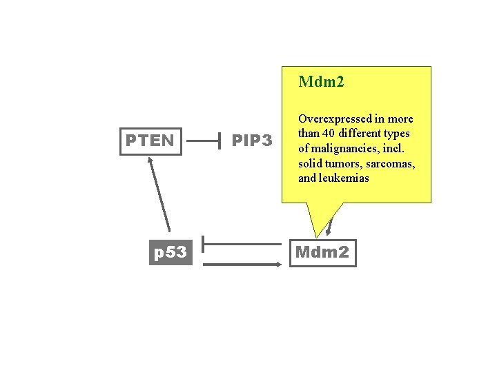 Mdm 2 PTEN p 53 PIP 3 Overexpressed in more than 40 different types