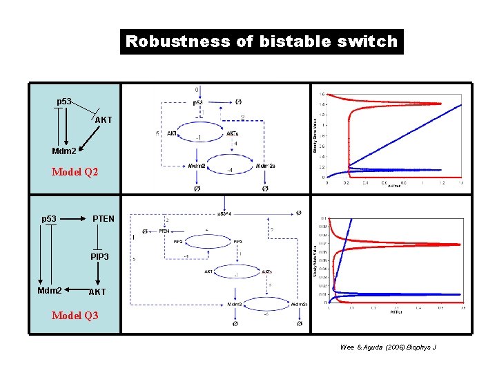 Robustness of bistable switch p 53 AKT Mdm 2 Model Q 2 p 53