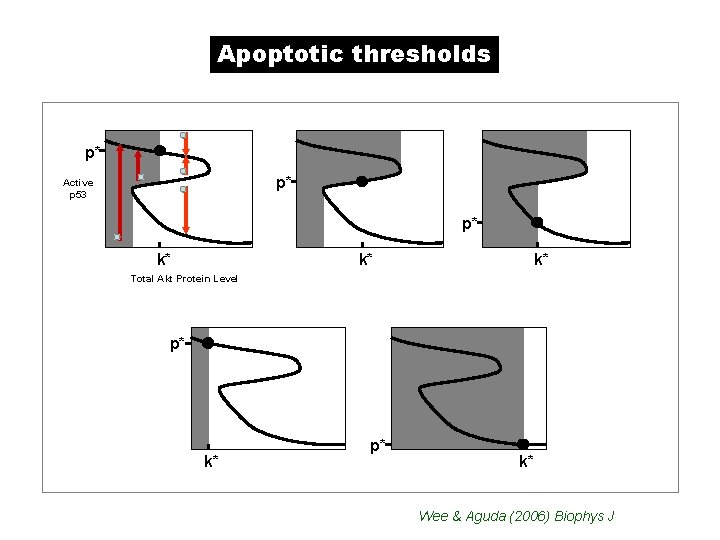 Apoptotic thresholds p* p* Active p 53 p* k* k* k* Total Akt Protein