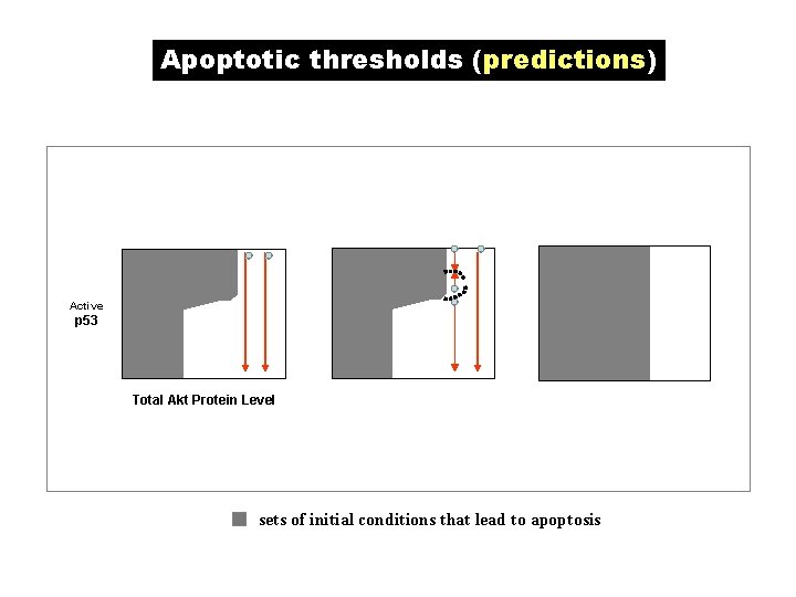 Apoptotic thresholds (predictions) Active p 53 Total Akt Protein Level sets of initial conditions