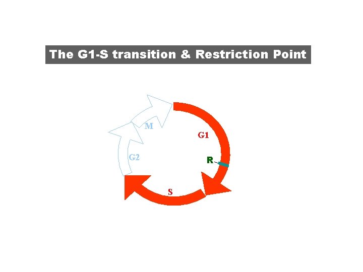 The G 1 -S transition & Restriction Point M G 1 G 2 R