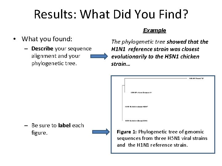 Results: What Did You Find? Example • What you found: – Describe your sequence Results: What Did You Find? Example • What you found: – Describe your sequence