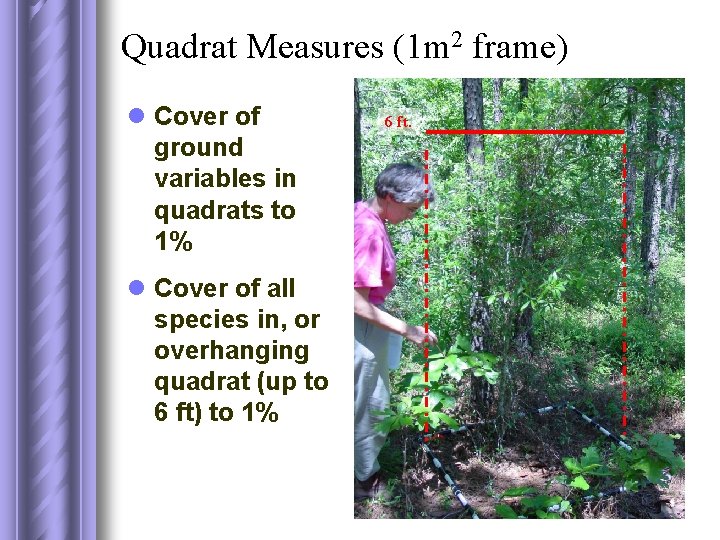 Quadrat Measures (1 m 2 frame) l Cover of ground variables in quadrats to