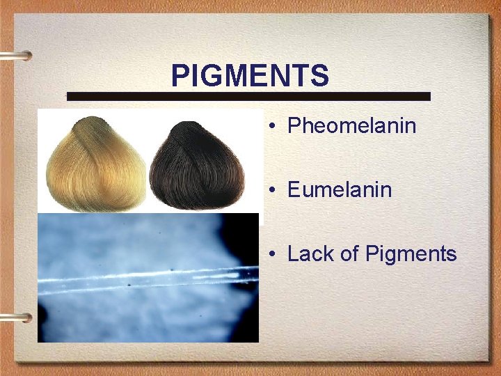 PIGMENTS • Pheomelanin • Eumelanin • Lack of Pigments 