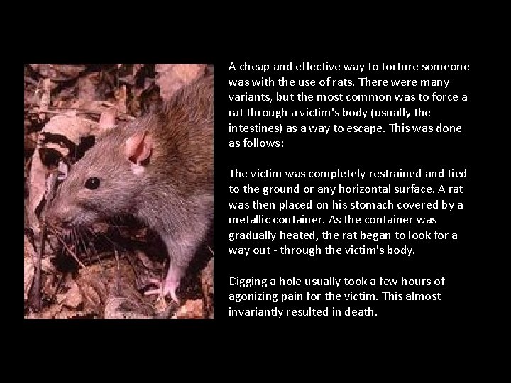 A cheap and effective way to torture someone was with the use of rats.