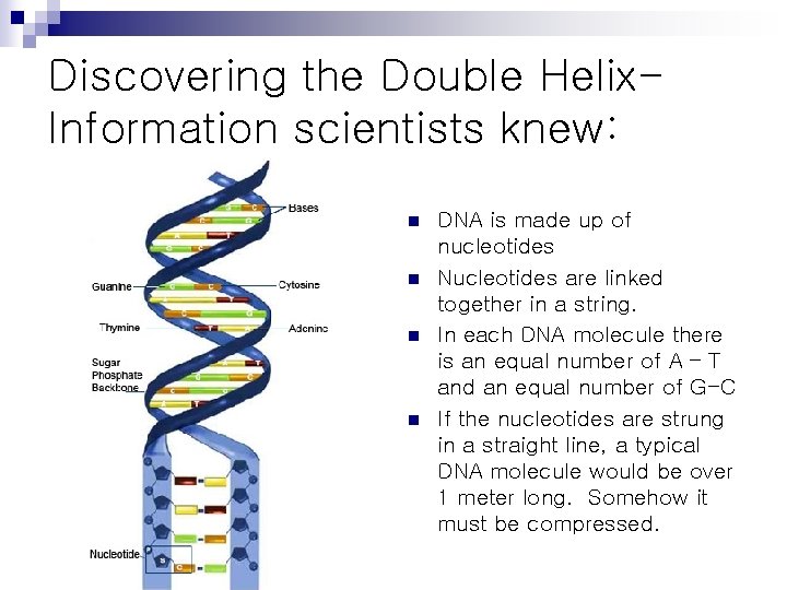 Discovering the Double Helix. Information scientists knew: n n DNA is made up of