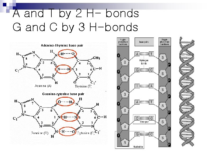 A and T by 2 H- bonds G and C by 3 H-bonds 