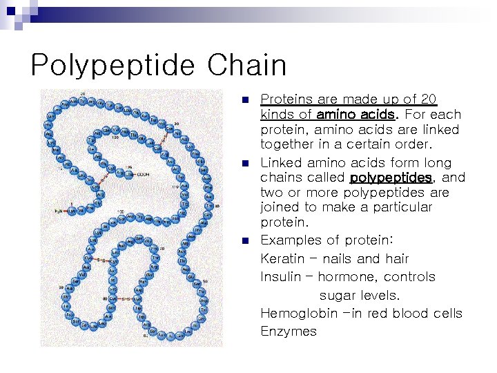 Polypeptide Chain n Proteins are made up of 20 kinds of amino acids. For