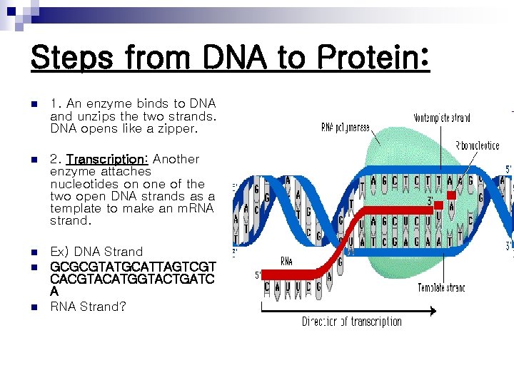 Steps from DNA to Protein: n 1. An enzyme binds to DNA and unzips