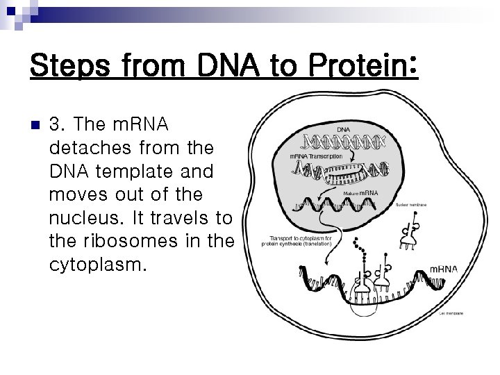 Steps from DNA to Protein: n 3. The m. RNA detaches from the DNA