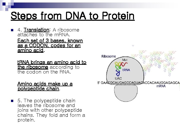 Steps from DNA to Protein n 4. Translation: A ribosome attaches to the m.