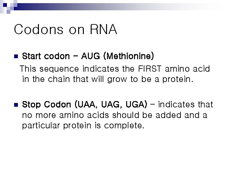 Codons on RNA n n Start codon - AUG (Methionine) This sequence indicates the