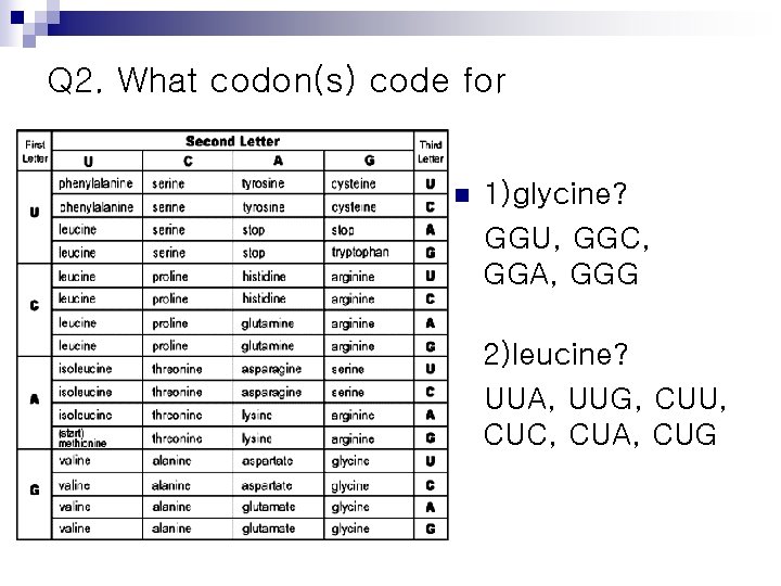 Q 2. What codon(s) code for n 1)glycine? GGU, GGC, GGA, GGG 2)leucine? UUA,