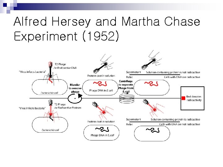 Alfred Hersey and Martha Chase Experiment (1952) 